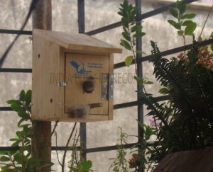 MOST SPARROW NEST INSTALLED IN A SINGLE DAY