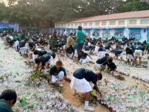 MOST SAPLINGS PLANTED IN USED BOTTLES