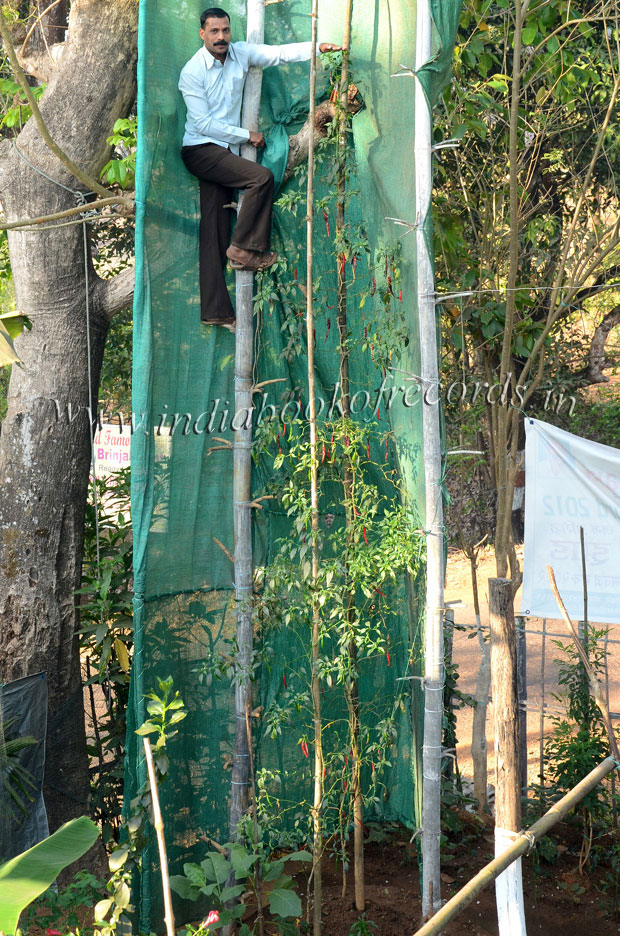 Tallest Capsicum Annuum (Chilly) Plant India Book of Records